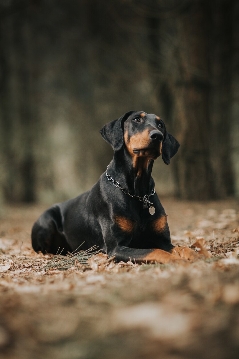 Spasm of the Rear Legs in Dogs / Dancing Doberman Disease PetMD
